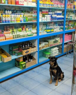 Who's a good boy?
Chiang Mai, Thailand, 2018.

#googlepixel #dogsofinstagram #gooddog
